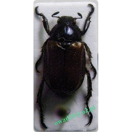 Phyllopertha horticola (Linnaeus, 1758) Ogrodnica niszczylistka